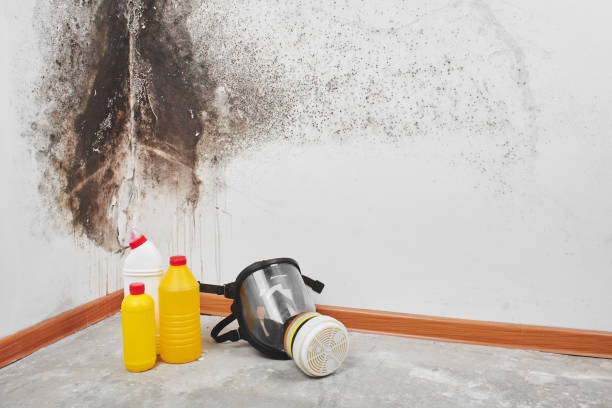 Best Mold Cleaning Services  in Bromley, KY