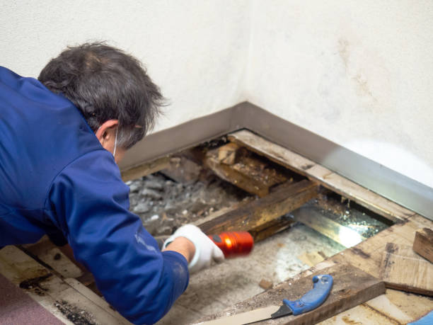 Best Emergency Mold Removal  in Bromley, KY