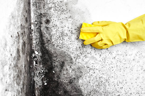 Best Mold Testing  in Bromley, KY
