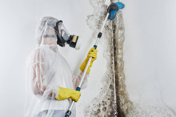 Best Certified Mold Removal  in Bromley, KY