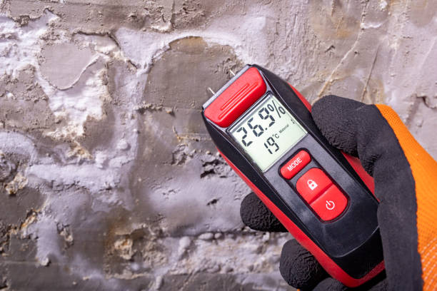 Best Local Mold Removal Service  in Bromley, KY