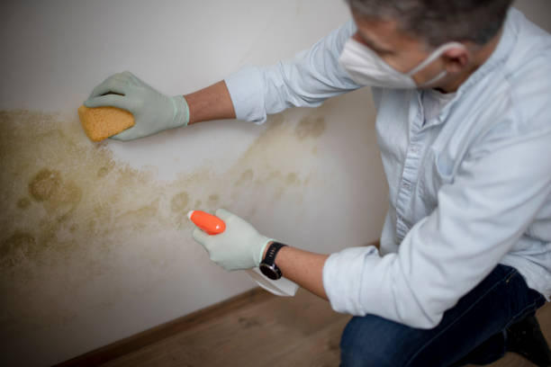 Best Mold Remediation Services  in Bromley, KY