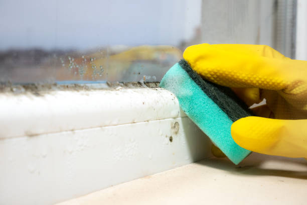 Best Mold Remediation  in Bromley, KY