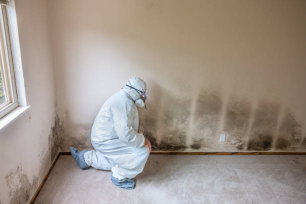 Best Office Mold Removal Services  in Bromley, KY