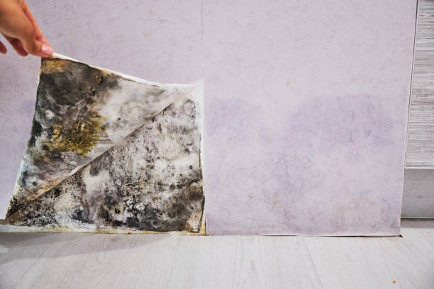 Best Mold Damage Repair  in Bromley, KY